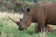 white_rhinoceros (8)